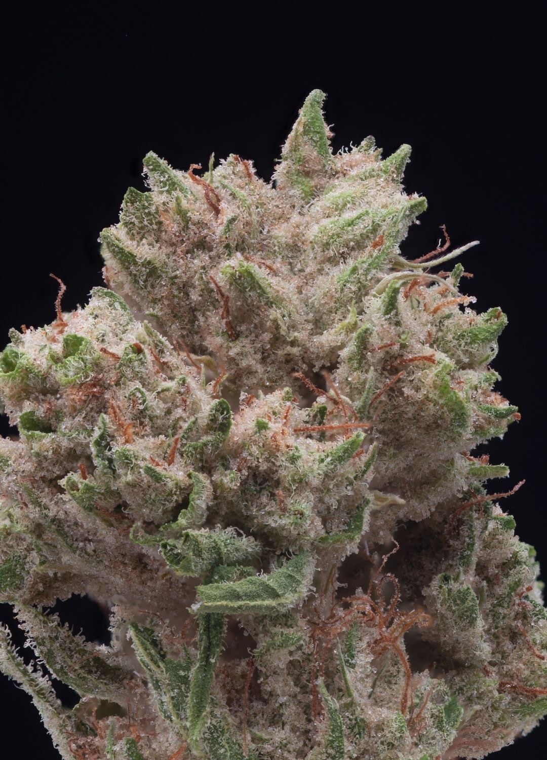 Solventless flower, up close